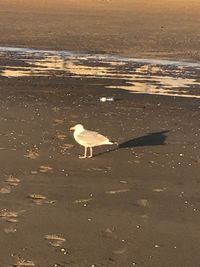 seagull